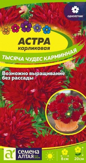 Цветы Астра Тысяча чудес карминная карликовая 0,2 гр