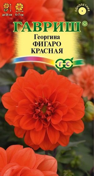 Георгина Фигаро красная (Код: 90671)
