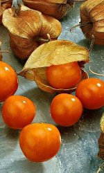 Физалис десертный (Марс) Б/П