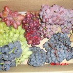 Саженцы винограда – выращено для приморских виноградарей