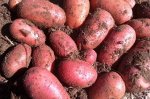 Семенной картофель РЕД ЛЕДИ, раннеспелый