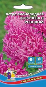 Цветы Астра пионовидная Королева в розовом