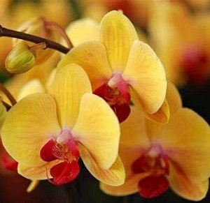 Отдушка Орхидея (Англия) - 10 мл