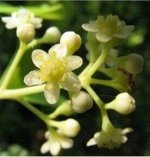 Эфирное масло Камфорное натуральное - 10 мл (Германия)