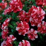 8 Петуния Tumbelina Cherry Ripple