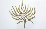 Бай Хао Инь Чжень, китайский белый чай, 50гр