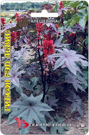 Клещевина Гибсон Рэд Левис 4 шт.Растение очень декоративно – темнобордового цвета – прекрасная доминанта клумбы