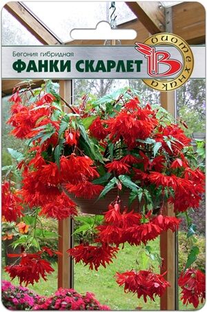 Бегония гибридная Фанки Скарлет (ампельная) 5 шт.Эффектная гигантская ампельная бегония