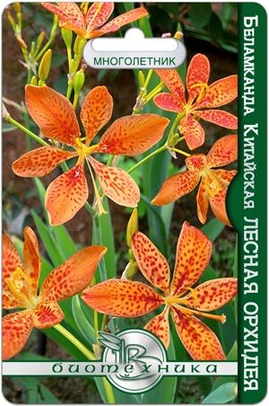 Беламканда китайская или Цветок леопарда Лесная орхидея 6 шт.Необычное, редкое в садах растение, находящееся на грани исчезновения.