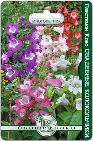 Пенстемон Кобо Свадебные Колокольчики (Смесь расцветок) 20 шт.Красивое, яркое садовое растение, высотой до 50 см.