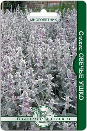 Стахис (чистец византийский) Овечье ушко 60 шт.Формирует красивые розетки серебристых, сильно опушенных листьев