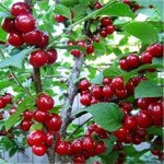 Вишня войлочная Алиса