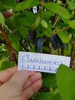 Жимолость Сильгинка