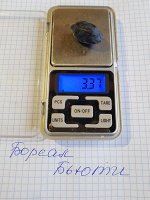 Жимолость Бореал Бьюти