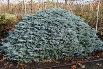 Ель колючая Карпатен