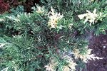 Можжевельник китайский Экспанса Вариегата