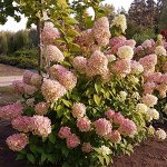 Мэджикал Кэндл Пришла