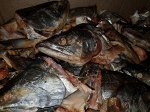 Головы симы г/к мелкие