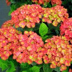 Мэджикал Фарфалла пришла