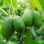 Актинидия аргута Иссаи