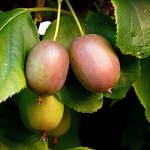 Актинидия аргута Вейки