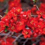 Айва великолепная (хеномелес) Кримзон энд Голд