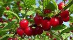 Вишня войлочная видовая норма