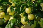 Крыжовник Инвикта