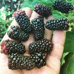 Ежевика кустистая Коламбия Стар
