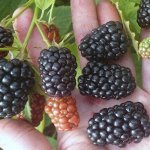 Ежевика кустистая Дирксен Торнлесс