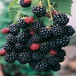 Ежевика кустистая Торнлесс Эвергрин