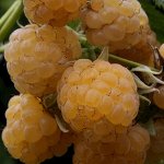 Малина Голден Блисс