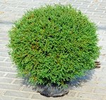 Туя западная Мистер Боулинг Болл