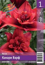ЛИЛИЯ КАНАРИ ВАРФ