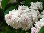 Сирень обыкновенная Красавица Москвы