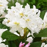Рододендрон гибридный Каннингемс Уайт