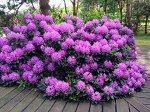 Рододендрон гибридный Розеум Элеганс