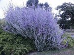 Перовския лебедолистная Блю Спайр