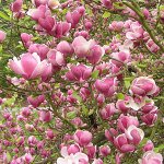 Магнолия СуланжаРустика Рубра