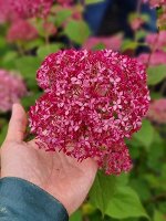 Гортензия древовидная Кандибелле Сорбет