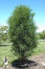 Крушина ольховидная Фастигата (Рон Уильямс)