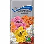 Хризантема смесь окрасок крупноцветковая (мн)