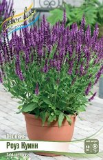 САЛЬВИЯ РОУЗ КУИНН