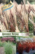 МИСКАНТУС ДРОННИНГ ИНГРИД