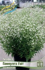 ГИПСОФИЛА ПАНИКУЛЯТА УАЙТ