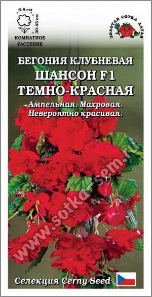 Ком: Бегония Шансон F1 Темно-Красная /Сотка/ 5шт/ клуб. ампел. h-45см d-8см/*350