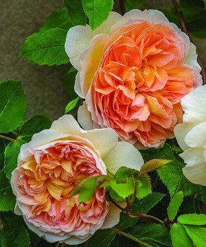 Роза английская парковая Батшеба