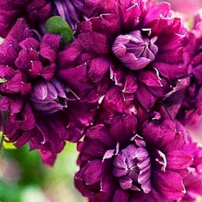 Пурпур элеганс