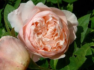 Роза английская парковая Эмили Бронте