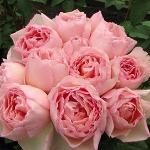 Роза Мейян чайно-гибридная Принцесса Шарлин де Монако